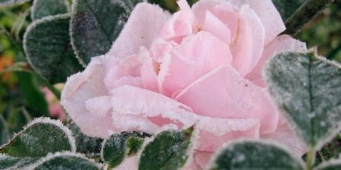 Kako pravilno pokriti ruže za zimu